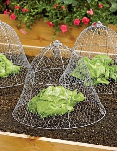 lettuce cloches
